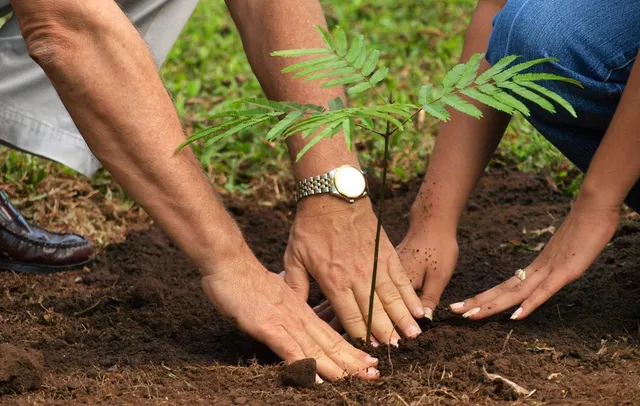 ସବୁଜିମା ହେବ ସହର: ଏବର୍ଷ ଭୁବନେଶ୍ବରରେ ବଣ୍ଟାଯିବ ୩ ଲକ୍ଷ ଚାରା