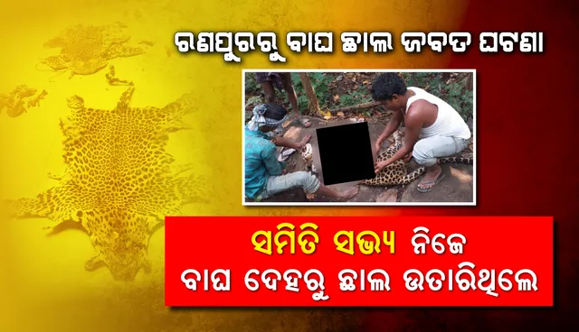 ରଣପୁରରୁ ବାଘ ଛାଲ ଜବତ ଘଟଣା : ସମିତି ସଭ୍ୟ ନିଜେ ବାଘ ଦେହରୁ ଛାଲ ଉତାରିଥିଲେ