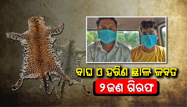 ଦଶପଲ୍ଲାରୁ ବାଘ ଓ ହରିଣ ଛାଲ ଜବତ, ଦୁଇ ଗିରଫ