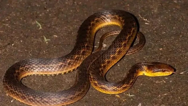 ୧୨୯ ବର୍ଷ ପରେ ମିଳିଲା ହଜି ଯାଇଥିବା ସାପ ପ୍ରଜାତିର ସନ୍ଧାନ