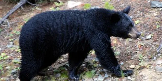 ଭାଲୁ ଆକ୍ରମଣରେ ଛେଳି ଚରାଳି ଗୁରୁତର