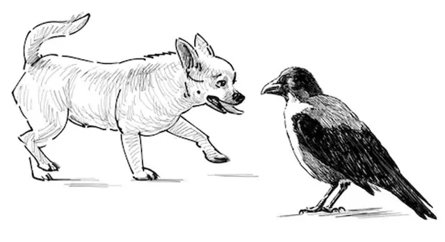 କରୋନାରେ କାଉ, କୁକୁର