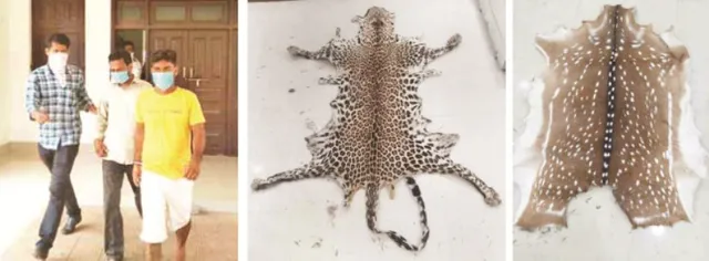 ଦଶପଲ୍ଲା : ବାଘ ଓ ହରିଣ ଛାଲ ଜବତ, ୨ ଶିକାରୀ ଗିରଫ