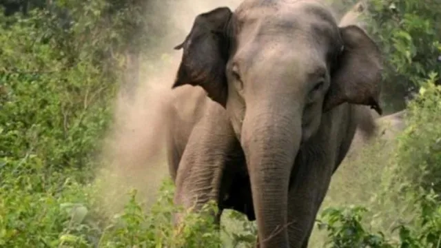 ହାତୀ ଆକ୍ରମଣରେ ୪ ମୃତ