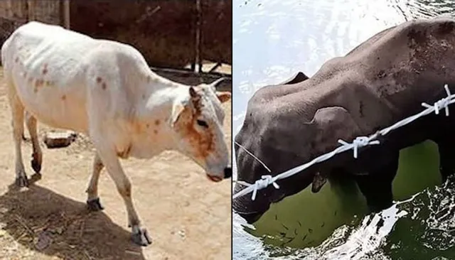 କେରଳ ପରେ ହିମାଚଳରେ ବର୍ବରତା, ଗର୍ଭିଣୀ ଗାଈକୁ ଅଟାଗୁଳାରେ ବାଣ ଖୁଆଇଦେଲେ