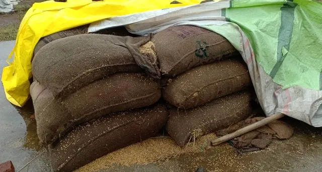 ସୁନ୍ଦରଗଡ଼ : କୋଇଲା ଗୁଣ୍ଡରେ ଜୀବନ କଳା, ଧାନ ବି କଳା