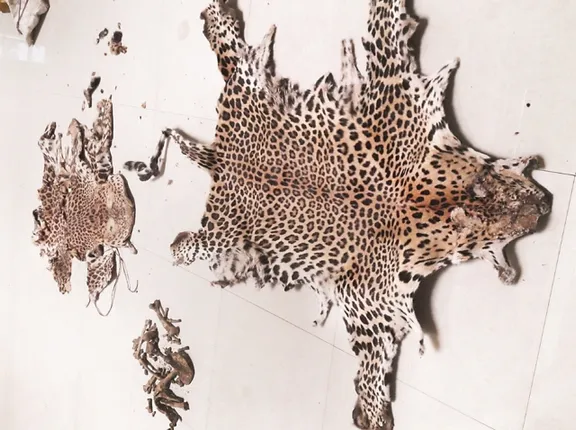 ବାଘଛାଲ ଜବତ ଘଟଣା : ଅଭିଯୁକ୍ତ ଦେଲେ ଚାଞ୍ଚଲ୍ୟକର ତଥ୍ୟ, ‘ଅସଲି ବୋଲି ପ୍ରମାଣ ପାଇଁ ହୁଏ ଭିଡିଓ ରେକର୍ଡିଂ’