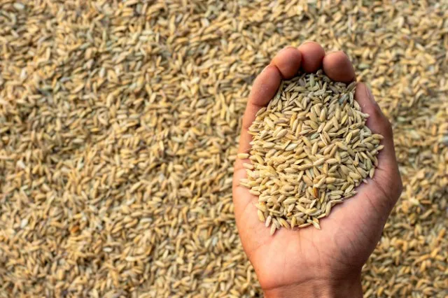 ବାଲିଅନ୍ତା ବ୍ଲକରେ ଧାନ ବିହନ ଯୋଗାଣରେ ବିଳମ୍ବ