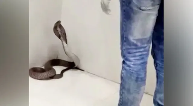 ସର୍ଜରୀର ପ୍ରସ୍ତୁତି ଚାଲୁଥିବା ବେଳେ ଅସ୍ତ୍ରୋପଚାର କେନ୍ଦ୍ରରୁ ବାହାରିଲା ବିଷାକ୍ତ ସାପ, ତା' ପରେ ଘଟିଲା ଏଭଳି ଘଟଣା