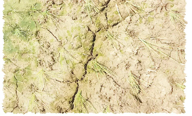 ସରୁନି କେନାଲ ସଫେଇ: ବିତିଲା ଅଧା ଶ୍ରାବଣ, ଫାଟିଲା ରୁଆ ବିଲ