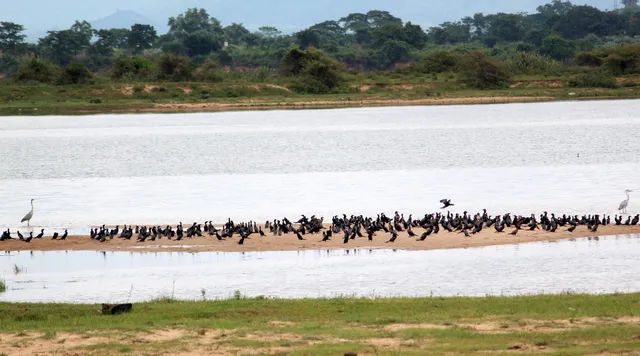 କଟକ: ମହାନଦୀ ଗଡ଼ଗଡ଼ିଆ ଘାଟରେ ପାଣିକୂଆଙ୍କ ମେଳି।