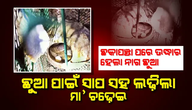 ଛକପଞ୍ଝା ପରେ ଉଦ୍ଧାର ହେଲା ନାଗ, ଛୁଆ ପାଇଁ ସାପ ସହ ଲଢ଼ିଲା ‌ମା’ ଚଢ଼େଇ