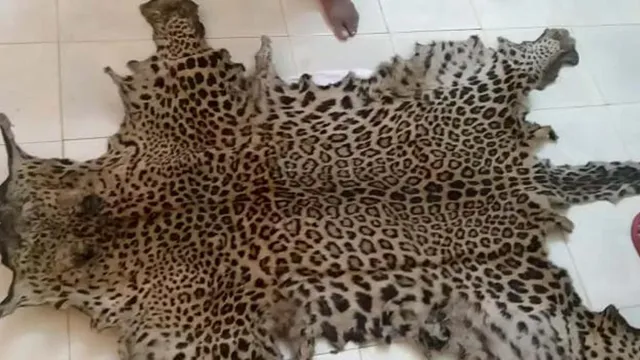 ନୂଆପଡା: ପୋଲିସ ଓ ଛତିଶଗଡ ବନବିଭାଗର ମିଳିତ ଚଢାଉରେ ବାଘଛାଲ ଜବତ