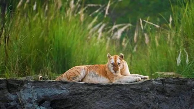 ଭାରତରେ ଥିବା ଏହି ଏକମାତ୍ର ସୁନେଲି ବାଘ ବାବଦରେ ଜାଣିଛନ୍ତି କି