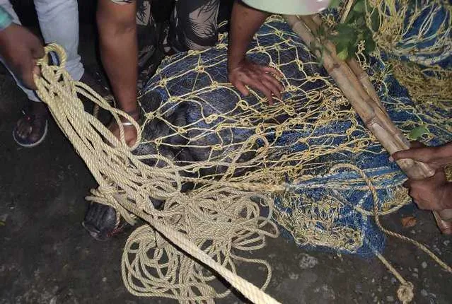 ସମ୍ବଲପୁର : ବୁର୍ଲା ସହର ମଧ୍ୟକୁ ପଶି ଆସିଥିବା ଜଙ୍ଗଲି ବାର୍‌ହା ଗଲା ଡେବ୍ରିଗଡ଼