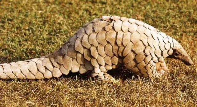 ଲୋପ ପାଇଯିବ ବଜ୍ରକାପ୍ତା ବଂଶ!