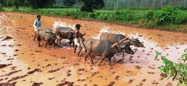 ଶ୍ରାବଣରେ ଗ୍ରୀଷ୍ମର କଷଣ, ପଡ଼ିଆ ପଡ଼ିଛି ଜମି