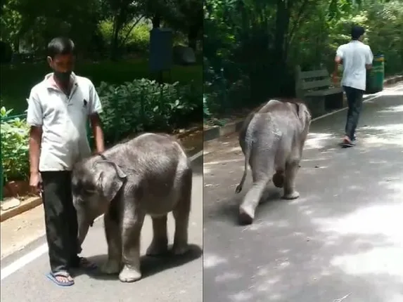 ସୋସିଆଲ୍‌ ମିଡିଆରେ ଭାଇରାଲ୍‌ ହେଲା ଛୁଆ ହାତୀର ବ୍ୟାୟାମ ଭିିଡିଓ