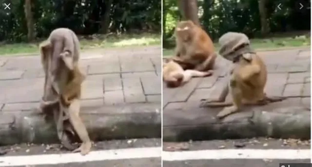 ଦେଖନ୍ତୁ କିପରି କରୋନା ଭାଇରସ ମହାମାରୀ ସମୟରେ ମୁହଁ ଢ଼ାଙ୍କି ବୁଲୁଛି ମାଙ୍କଡ଼