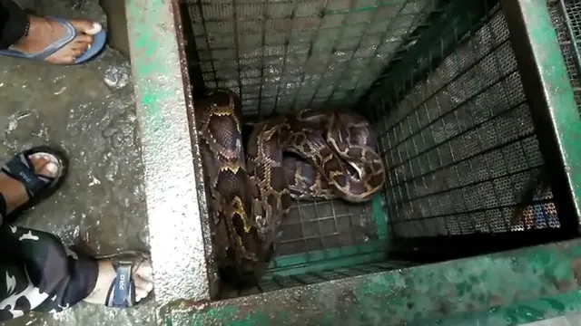 ଘରେ ପଶି ୩ଟି ବତକକୁ ଖାଇଯିବା ପରେ ୨୦ ଫୁଟ୍‌ର ଅଜଗରକୁ ଦେଖିଲେ ବତକ ପାଳକ