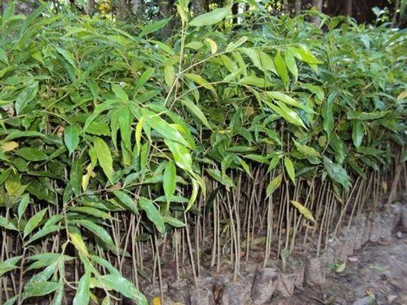 ଟଙ୍କାକରେ ଚାରା ବାଣ୍ଟିବେ ସରକାର