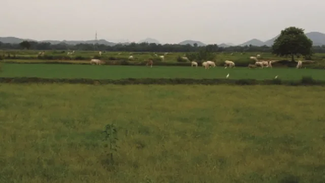 ବୋଲଗଡ଼ : ଶ୍ରାବଣ ମାସରେ ନିଅଣ୍ଟିଆ ବର୍ଷା ଯୋଗୁ ଶୁଖିଲା ପଡ଼ିଛି ଜମି, ଧାନଚାଷ ନେଇ ଆଶଙ୍କାରେ ଚାଷୀ