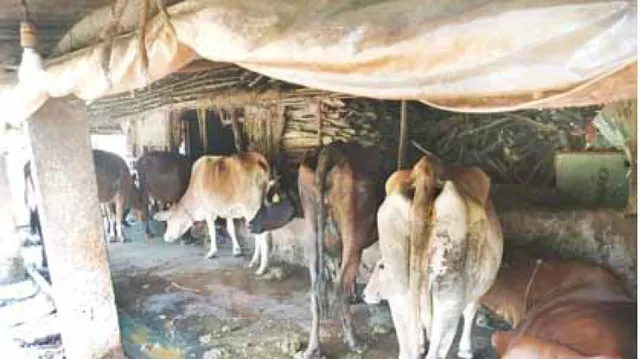 କରୋନା ମାଡ଼ରେ ଉଜୁଡିଲା ଦୁଗ୍ଧ ବ୍ୟବସାୟ, ଖାଇବାକୁ ଦେଇନପାରି ଦାନ କରିଦେଲେ ୬୭ ଗାଈ