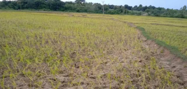 ଧାରା ଶ୍ରାବଣରେ ମାଟି ଫାଟି ଆଁ : ମୁଣ୍ଡରେ ହାତ ଦେଲେଣି ଚାଷୀ, ଆଶଙ୍କାରେ ଖରିଫ ଚାଷ