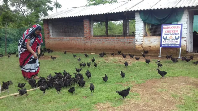 କୁକୁଡ଼ା ଚାଷ କରି ଚମକିଲେ ଚକାପାଦ ବୋହୂ