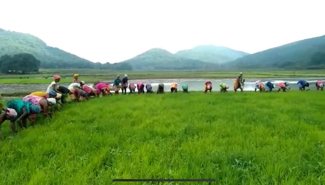 ଧାନ ରୁଆ ସମୟ। (ଫଟୋ: ତରୁଣ, ଜୟପୁର)