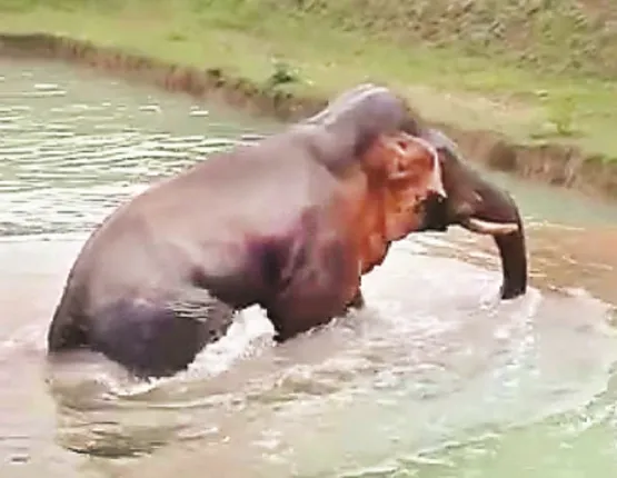 ଦିନତମାମ ନୟାନ୍ତ କରି ପଶ୍ଚିମବଙ୍ଗ ଲେଉଟିଲା ଗଜରାଜ