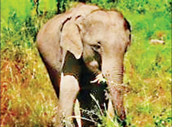 କାମାକ୍ଷାନଗର : ବାର୍‌ହା ଫାଶରେ ପଡ଼ି ଦନ୍ତା ମଲା