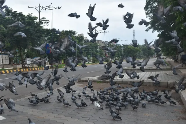 ରାଜଧାନୀର ଜନପଥରେ ଖାଇବାରେ ବ୍ୟସ୍ତ। (ଫଟୋ: ବିଭୂତି, ଭୁବନେଶ୍ୱର)