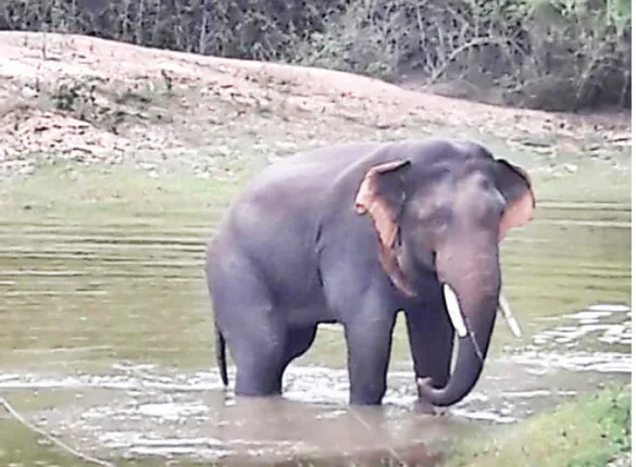 ରାଜଧାନୀମୁହାଁ ହାତୀ ପଲ, ହାତୀଙ୍କ ଉପରେ ନଜର ରଖିଛି ୪ଟି ସ୍କ୍ବାଡ୍‌