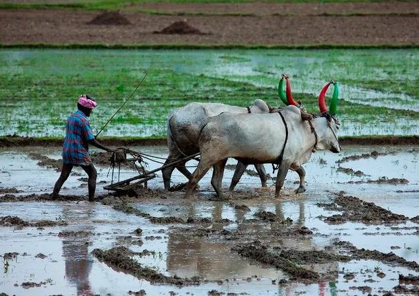 ଏବର୍ଷ ରେକର୍ଡ ପରିମ‌ାଣର ଫସଲ ଅମଳ ହେବ