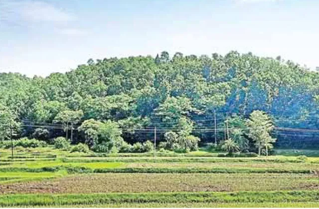 ୧୭ ବର୍ଷ ପରିଶ୍ରମରେ ସବୁଜିମା ଲେଉଟିଲା, ରାତାରାତି ଲଣ୍ଡା କରିଦେଇଥିଲେ କାଠମାଫିଆ