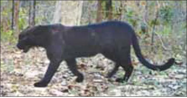 ଏବେ ବି ଅନ୍ଧାରରେ ଶିମିଳିପାଳର କଳାବାଘ, ୨୭ ବର୍ଷ ପରେ ବି ତଥ୍ୟ ମିଳିପାରୁନି