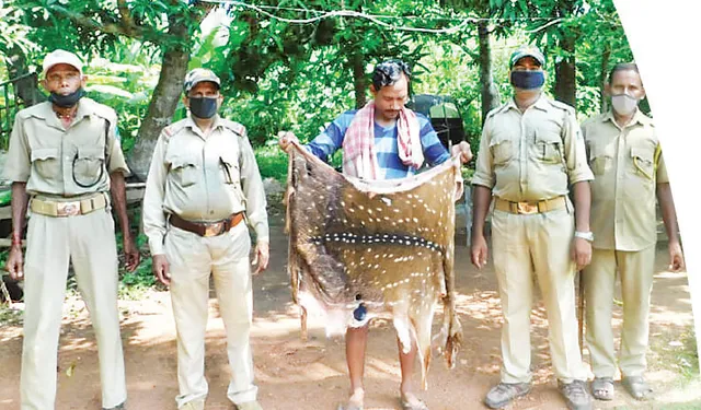 ହରିଣ ଚମଡ଼ା ଜବତ, ଜଣେ ଗିରଫ