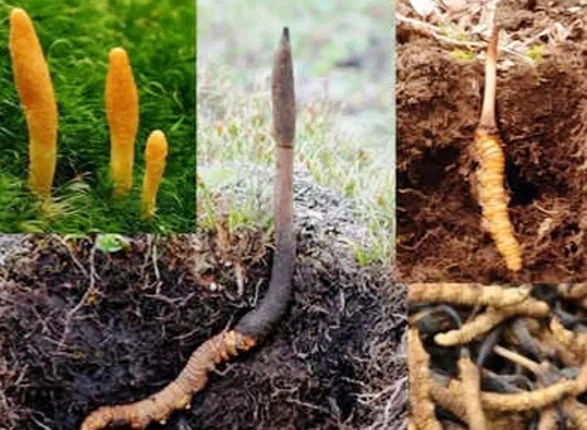 କିଲୋ ପ୍ରତି ୨୦ ଲକ୍ଷ ଟଙ୍କାରେ ବିକ୍ରି ହେଉଥିବା ‘ହିମାଳୟ ଭାଏଗ୍ରା’କୁ ବିପଦସଙ୍କୁଳ ତାଲିକାଭୁକ୍ତ କଲା ‘ଆଇୟୁସିଏନ୍’