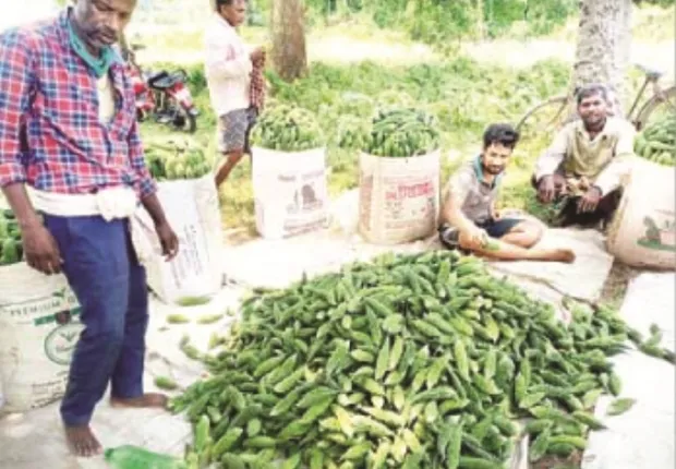 ରସୁଲପୁର : ଚାଷୀ ନିଜେ ଉଜାଡ଼ୁଛି ନିଜ କ୍ଷେତ