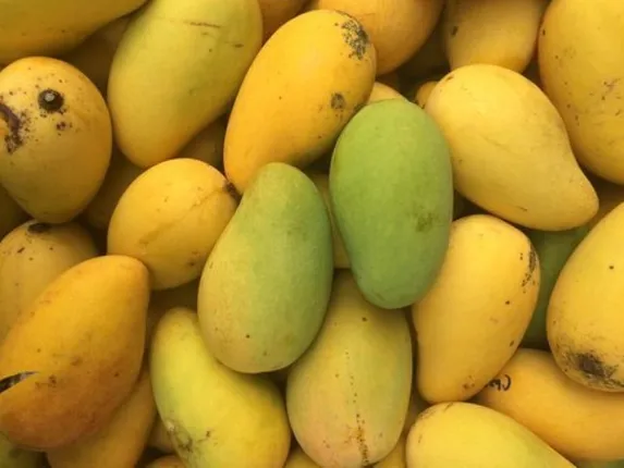 ବିଫଳ ହେଲା ପାକିସ୍ତାନର‘ଆମ୍ବ କୂଟନୀତି ; ମିତ୍ର ଦେଶ ବି ଗ୍ରହଣ କଲେନି ପାକ ସରକାର ପଠାଇଥିବା ଆମ୍ବ