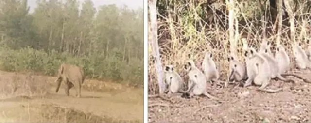 ରଣପୁର : ମାଙ୍କଡ଼, ହାତୀଙ୍କ ଉପଦ୍ରବରେ ଚାଷୀ ଅତିଷ୍ଠ