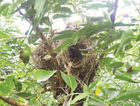 ପକ୍ଷୀଙ୍କ ପାଇଁ ବସା ସଜାଡ଼ିଲେ ଯୁବଗୋଷ୍ଠୀ : ୨୫ଟି ଗାଁରେ ପ୍ରସ୍ତୁତ ହୋଇଛି ୨୩୫ ବସା