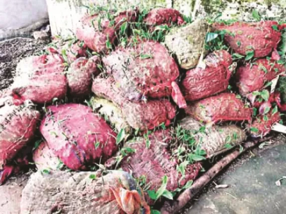 ଅଦା ପରେ ହଳଦୀ ଦୁର୍ନୀତି! ଚାଷୀଙ୍କୁ ହଳଦୀ ବିହନ ନ ଦେଇ ଫିଙ୍ଗାଯାଇଛି