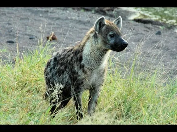 ମଝିହରାରେ ହେଟା ଆତଙ୍କ