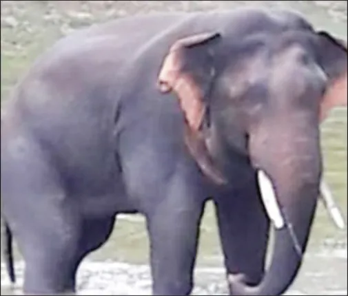 ସଂକଟରେ ଶଙ୍କର: କାଠଗଣ୍ଡିରେ ଗୋଡ଼ ପଶିଯିବାରୁ ପଡ଼ିଗଲା