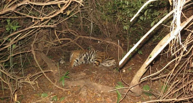 ସାତକୋଶିଆରୁ ଲୋପ ପାଇବ ବାଘବଂଶ!