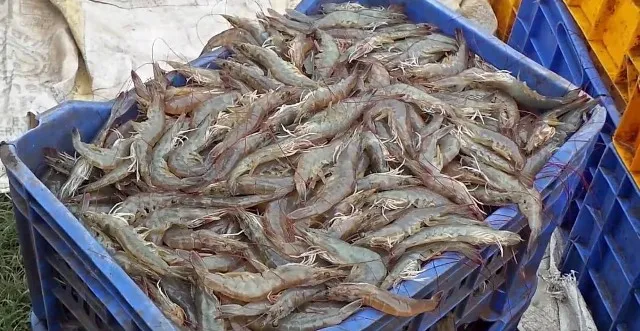 ଭଦ୍ରକରେ ଚିଙ୍ଗୁଡି ଚାଷୀଙ୍କ ଉପରେ କରୋନା ମାଡ