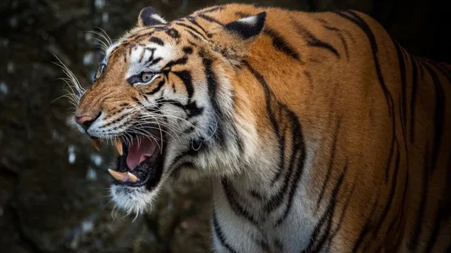 ନୂଆ ଗିନିଜ୍ ୱାର୍ଲଡ୍ ରେକର୍ଡ କଲା ଭାରତର ୨୦୧୮ ବର୍ଷର ବ୍ୟାଘ୍ର ଗଣନା