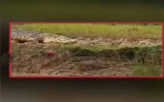 ବିଲରେ ବୁଲୁଛି ବଉଳା କୁମ୍ଭୀର; ଚାଷୀ ଭୟଭୀତ